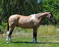 jumping-quarter-horse