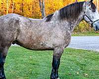 all-around-quarter-horse