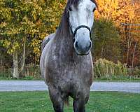 barrel-quarter-horse