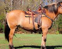 buckskin-none-horse