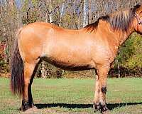 athletic-quarter-horse