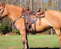 harness-quarter-horse