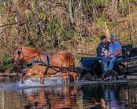 husband-safe-quarter-horse