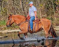 ranch-quarter-horse