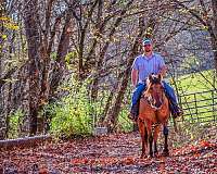 ranch-work-quarter-horse