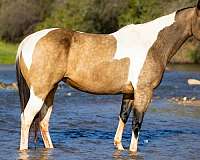 buckskin-tobiano-4-stockings-horse