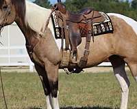 athletic-quarter-horse