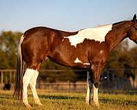 ranch-work-quarter-horse