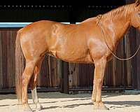 ranch-work-quarter-horse