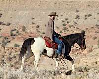 ranch-work-quarter-horse