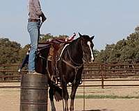 ranch-work-quarter-horse