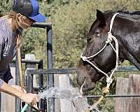 trail-quarter-horse