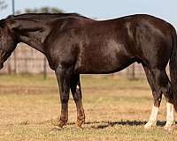 beginner-quarter-horse