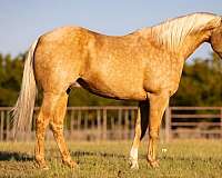 palomino-blaze-horse