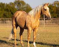 quarter-horse