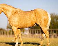 ranch-work-quarter-horse