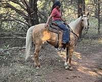 trail-quarter-horse