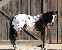 beginner-quarter-horse