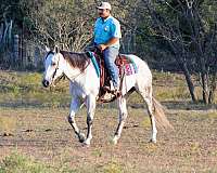 ranch-work-quarter-horse