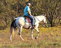 family-horse-quarter