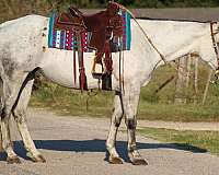 trail-quarter-horse