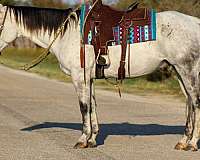 athletic-quarter-horse