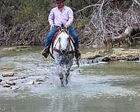 husband-safe-quarter-horse