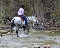 ranch-quarter-horse