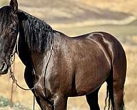 ranch-work-quarter-horse