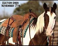 tobiano-bald-stockings-horse