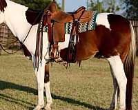 ranch-work-quarter-horse