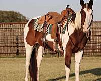 trail-quarter-horse