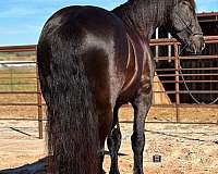 quarter-horse