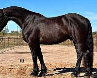 ranch-work-quarter-horse