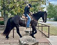 family-horse-quarter