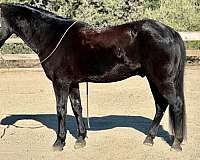 beginner-safe-quarter-horse