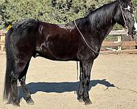 black-blaze-horse