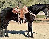 ranch-work-quarter-horse