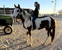 ranch-work-quarter-horse