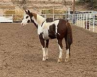 beginner-safe-quarter-horse