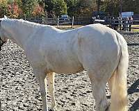 quarter-horse-for-sale