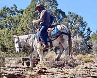 ranch-work-quarter-horse