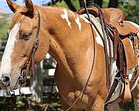 chestnut-tobiano-horse