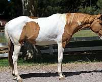 trail-quarter-horse