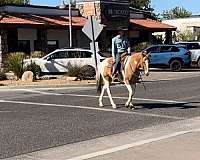 all-around-quarter-horse