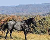 blue-roan-roan-finished-roping-horse