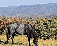 quarter-horse-gelding