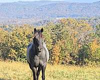 quarter-horse-for-sale