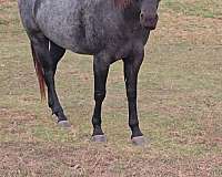 quarter-horse