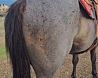 blue-roan-roan-aqha-gelding